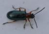 Oulema sp.